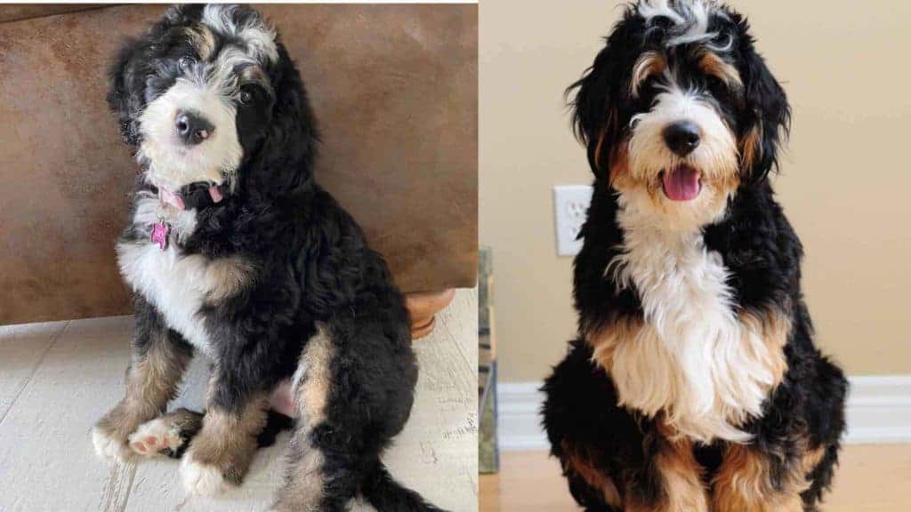 A puppy Bernedoodle and an adult Bernedoodle.