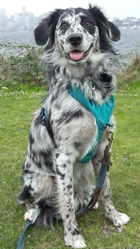 Photo of a Black and White Border Collie Golden Retriever mix dog.