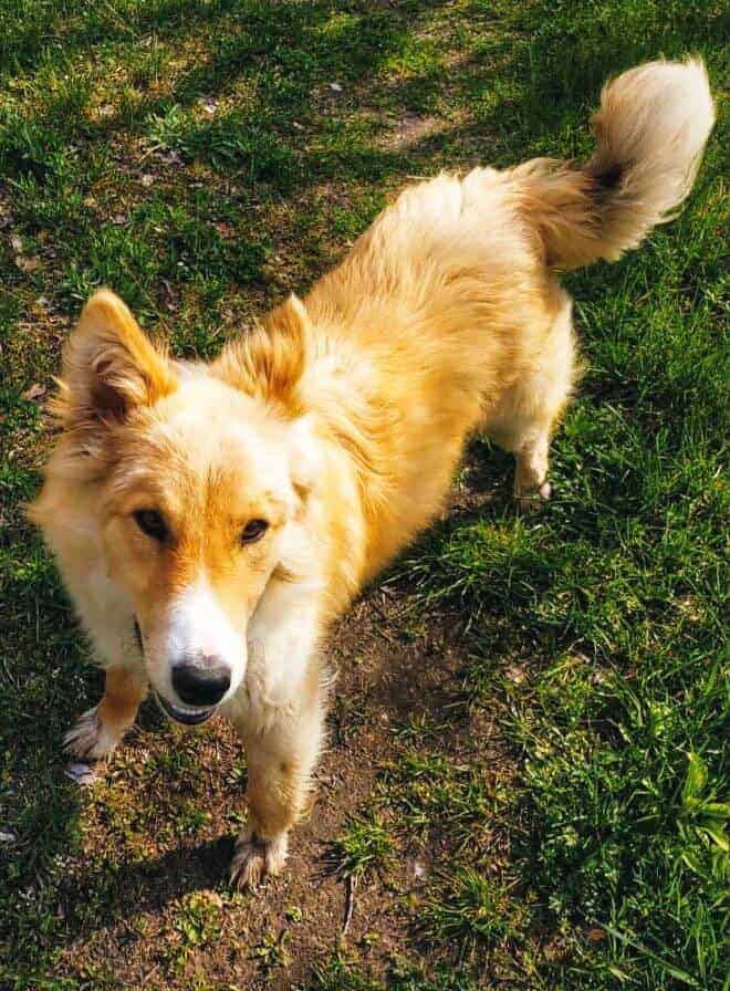 Photo of a Border Collie Golden Retriever mix dog with a yellow coat.