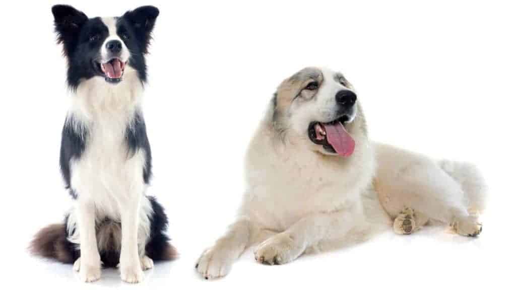 Photo of a Border Collie and a Great Pyrenees dog looking up.