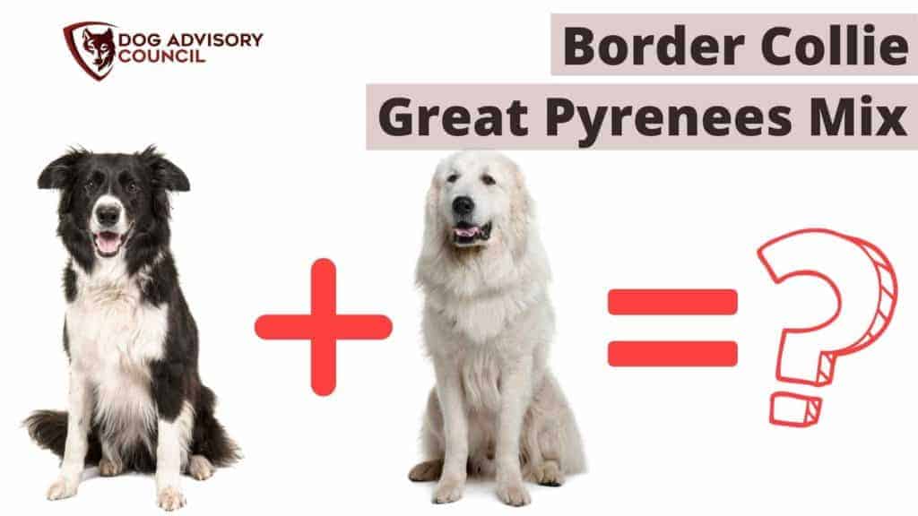 Border Collie Great Pyrenees Mix. Photo of a Border Collie and a Great Pyrenees dog side by side.