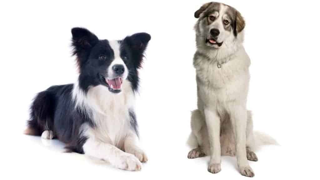 Great Pyrenees Dog and a Border Collie looking funny.