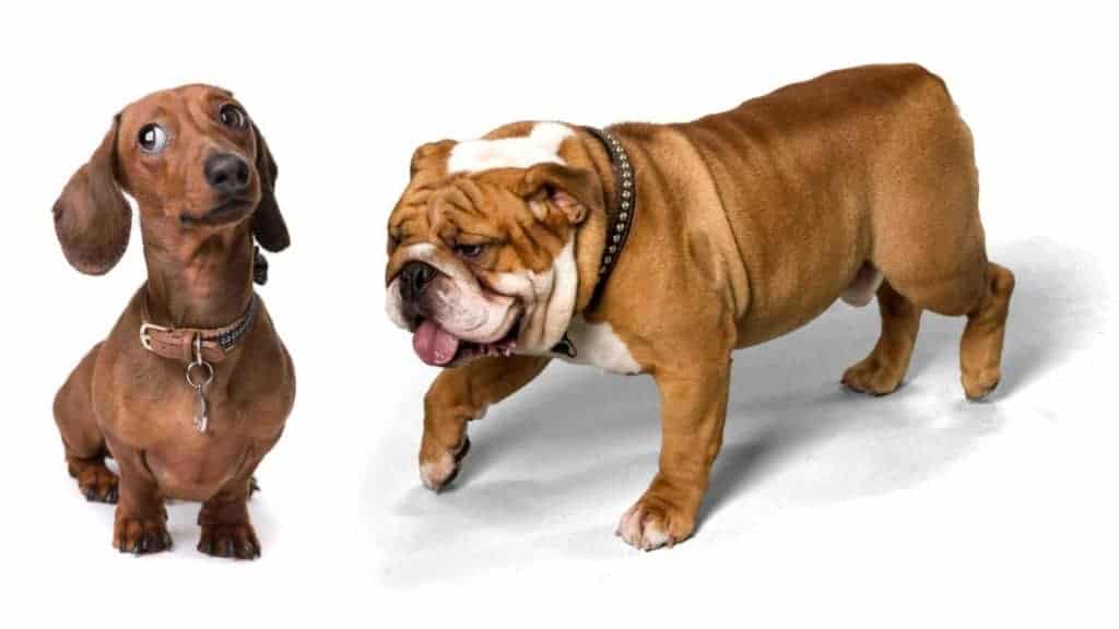 Photo of a Bulldog walking in direction of a Dachshund.