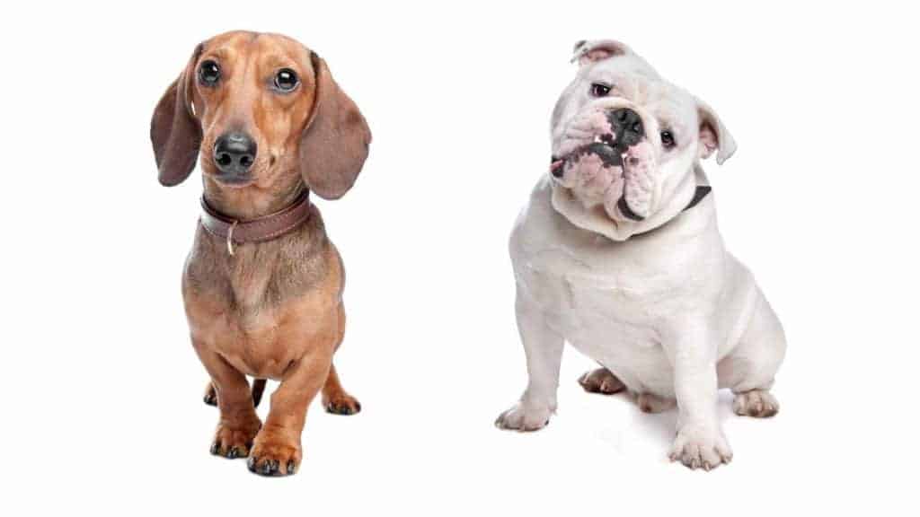 Photo of a Dachshund and a Bulldog looking to the camera.