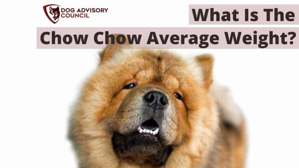 how much should my 6 month old chow chow puppy weigh