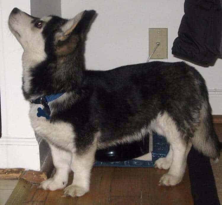 Photo of a Corgi and Husky mix dog looking up to its owner.