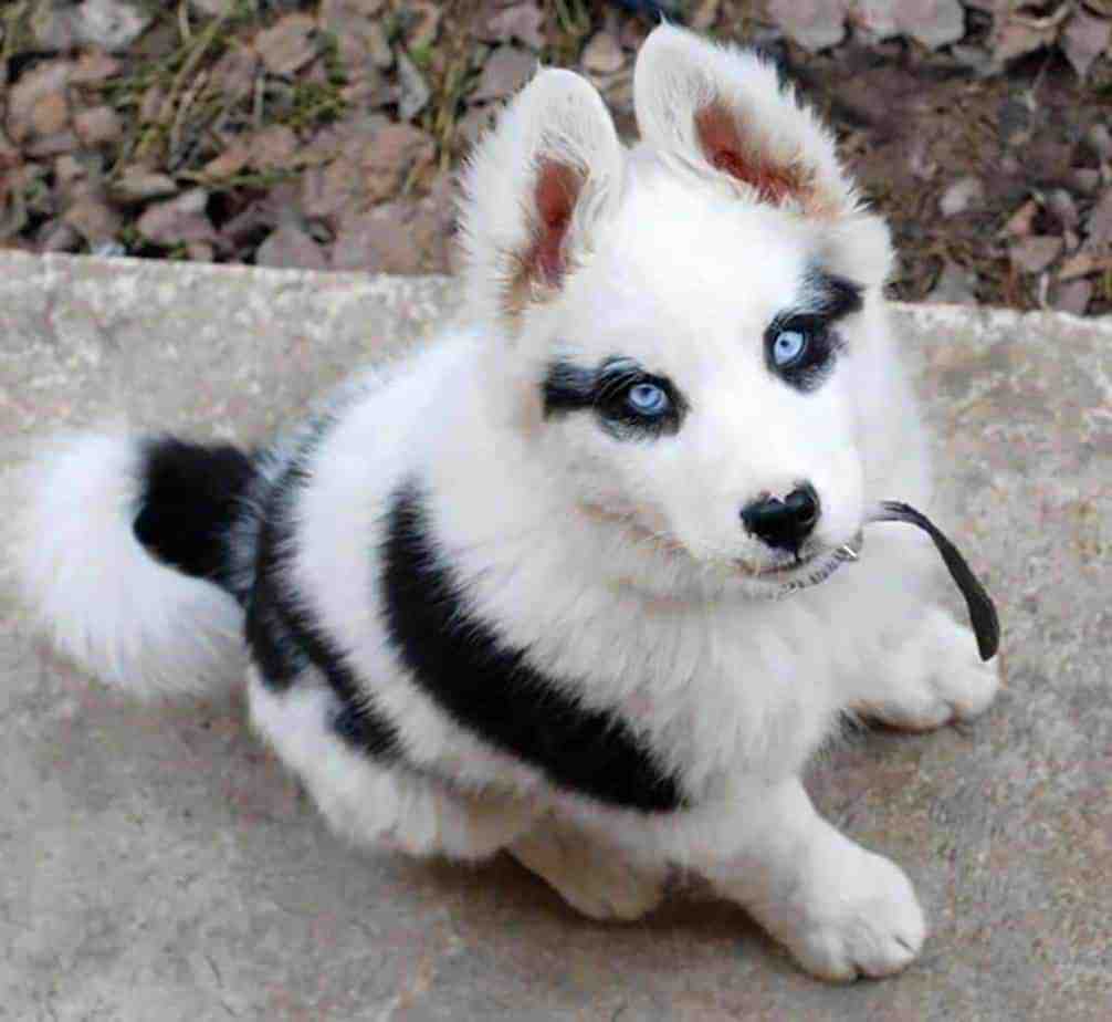 Photo of a Corgi and Husky mix puppy dog.