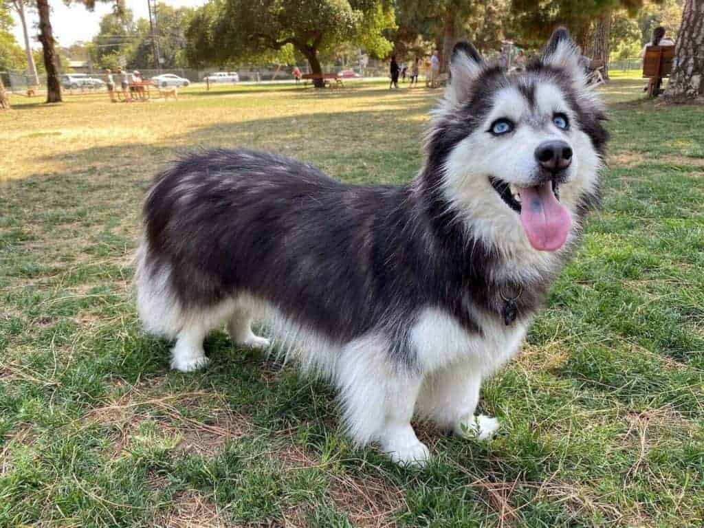 Photo of a Corgi and Husky Mix Bella.