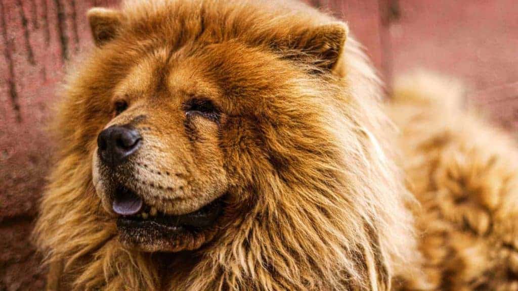 Photo showing how thick is the Chow Chow coat and how to deal with Chow Chow shedding.