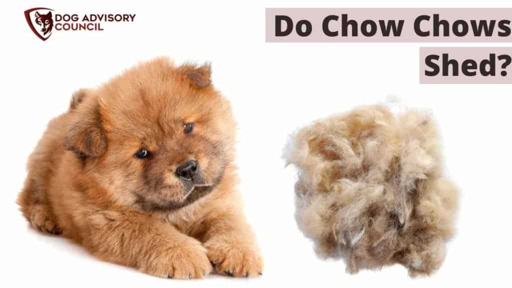 Do Chow Chows Shed a lot? Photo of a Chow Chow with his hair on the ground