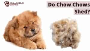 Do Chow Chows Shed a lot?