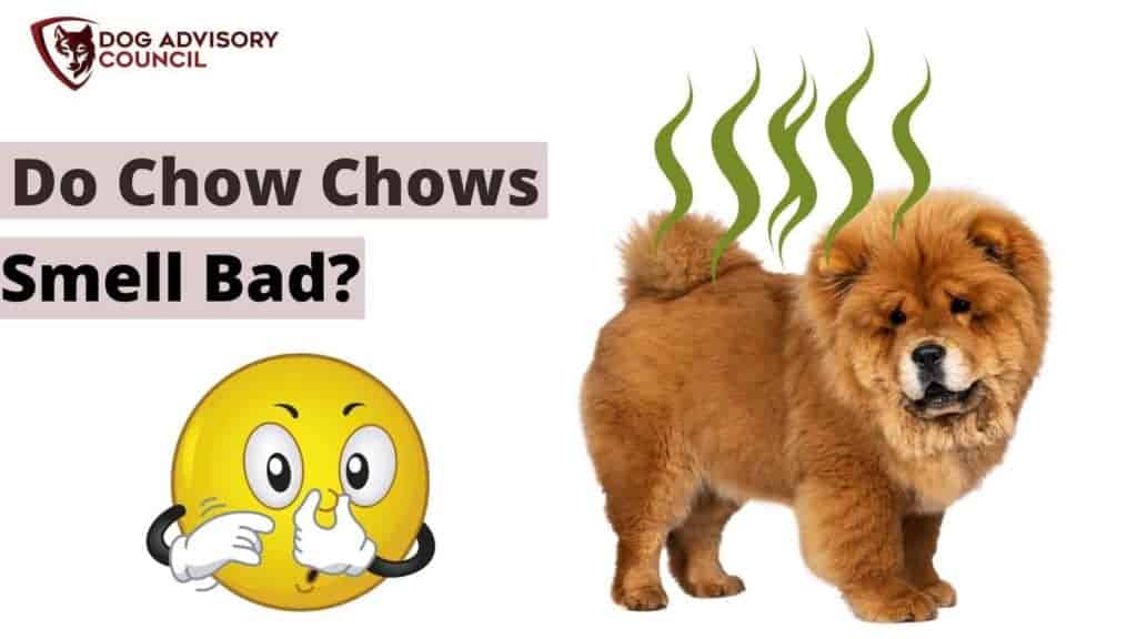 how do you train a chow chow do you poop