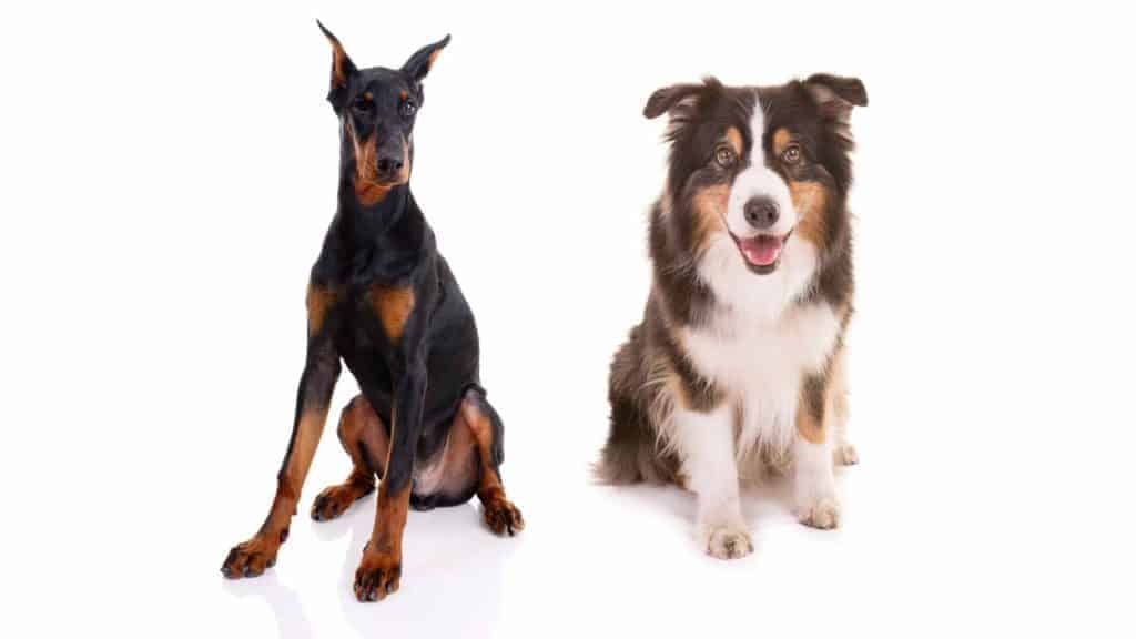 Photo of a Doberman and an Australian Shepherd sitting down and looking forward.