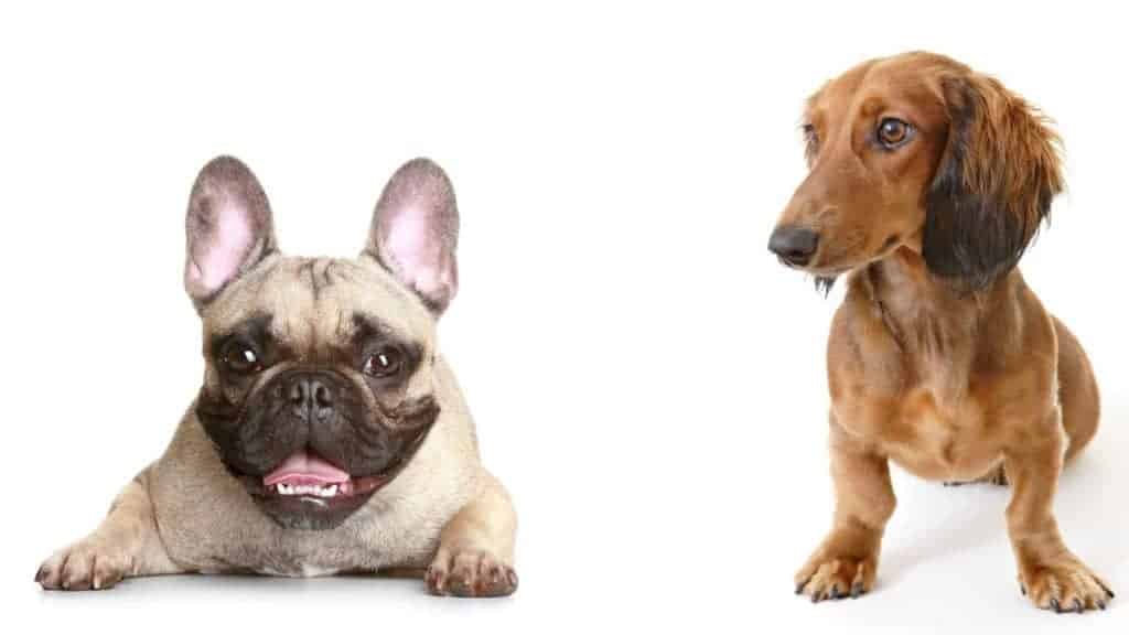 Photo of a French Bulldog laying down and a Dachshund sitting down side-by-side.