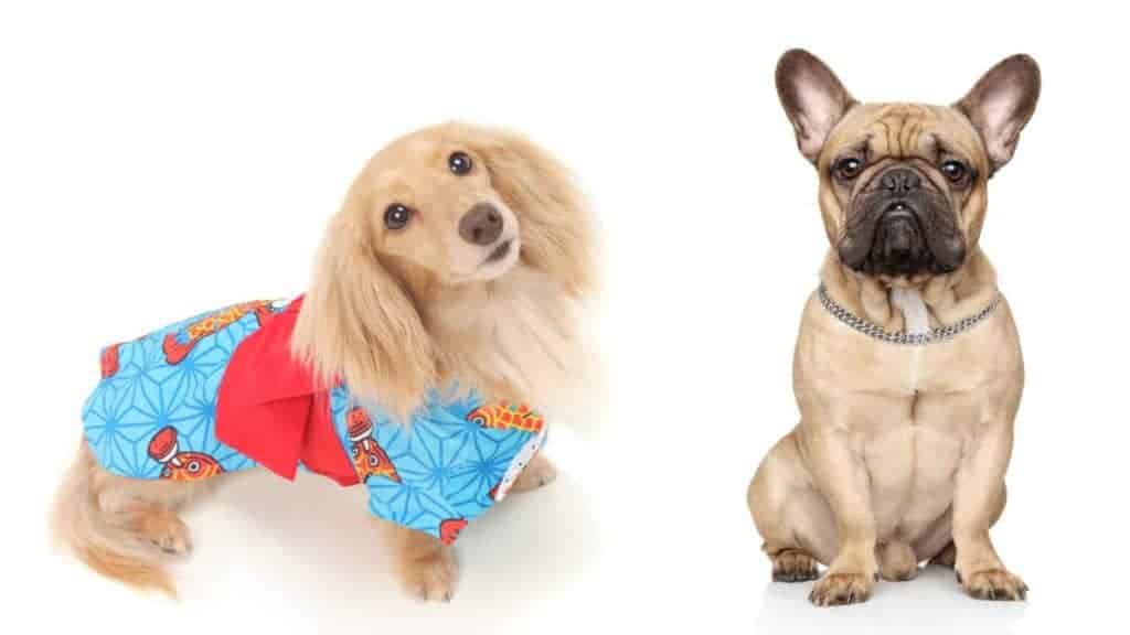 Photo of a Dachshund wearing a shirt and a French bulldog sitting by his side.