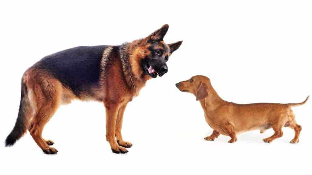 Photo of a big German Shepherd looking to a small Dachshund dog.