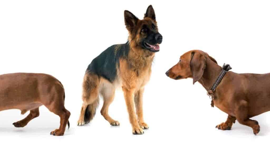 Photo of a Dachsund body going around the picture and a German Shepherd looking.