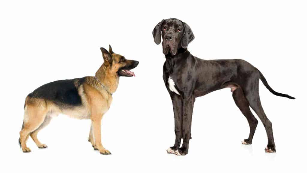 Photo of a German Shepherd dog looking at a Great Dane.