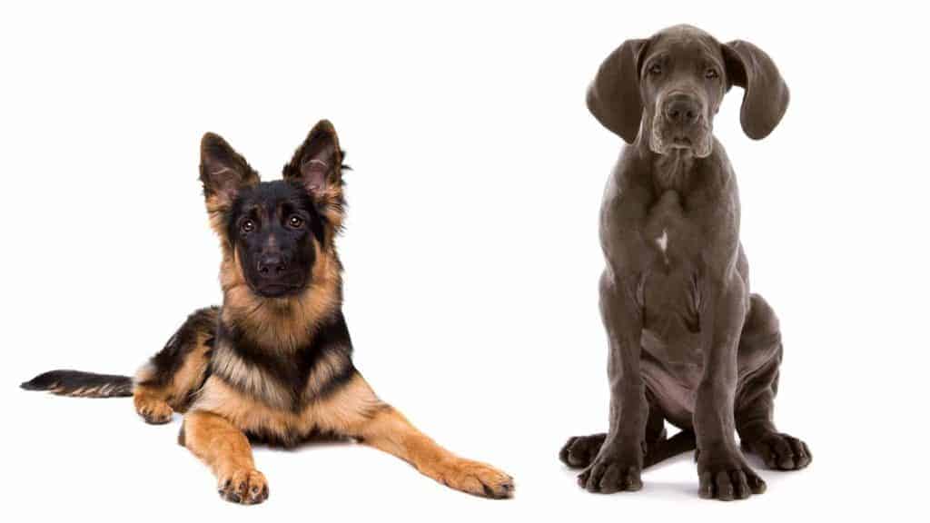 Photo of a German Shepherd and a Great Dane puppys.