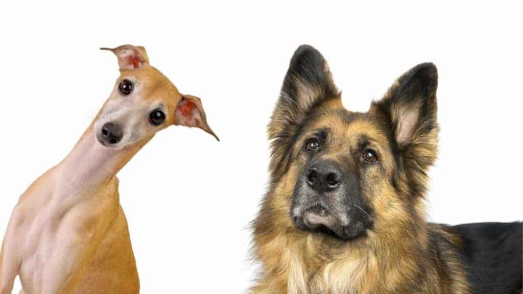 Photo of a Greyhound and a German Shepherd looking up.