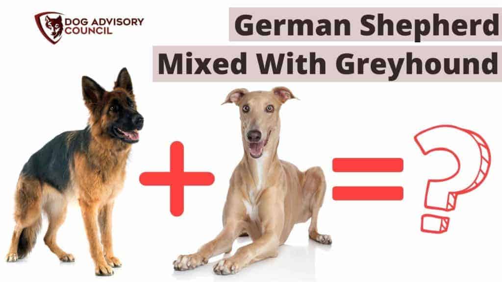 German Shepherd Mixed With Greyhound. Photo of a German Shepherd and a Greyhound side by side.