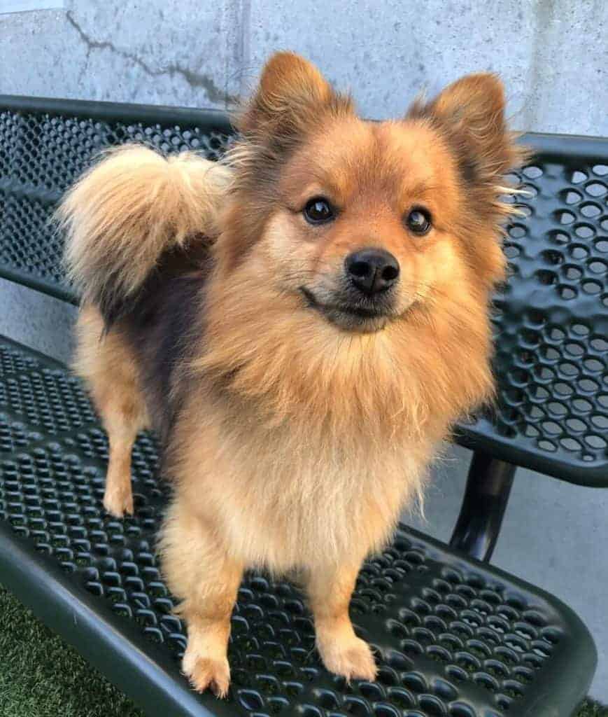 German shepherd pom store mix