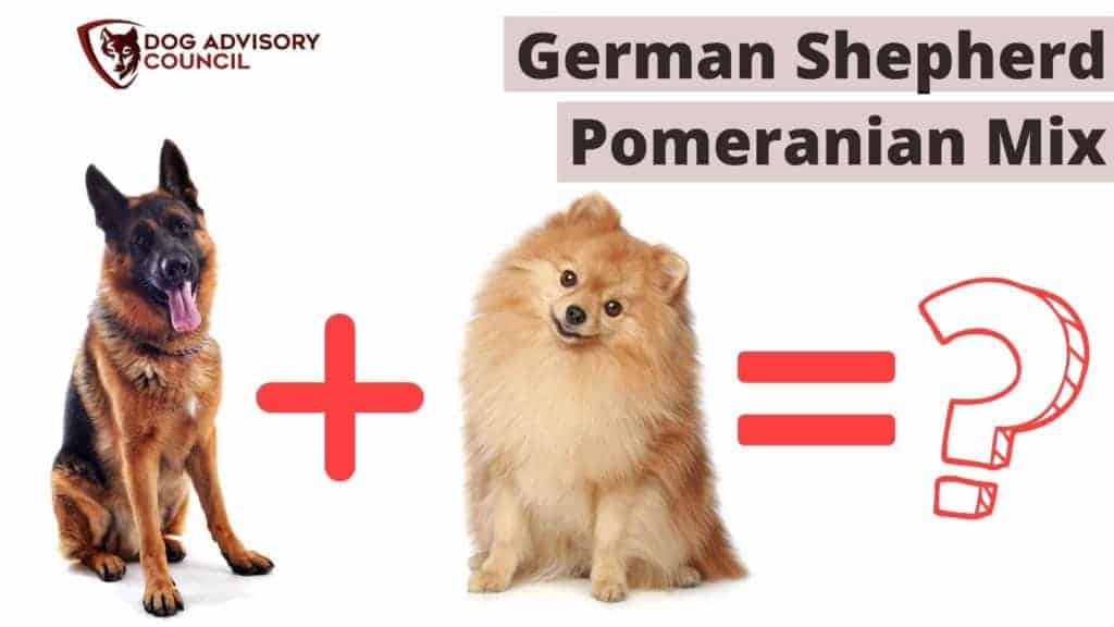 German Shepherd Pomeranian Mix. Photo of a German Shepherd dog and a Pomeranian Dog