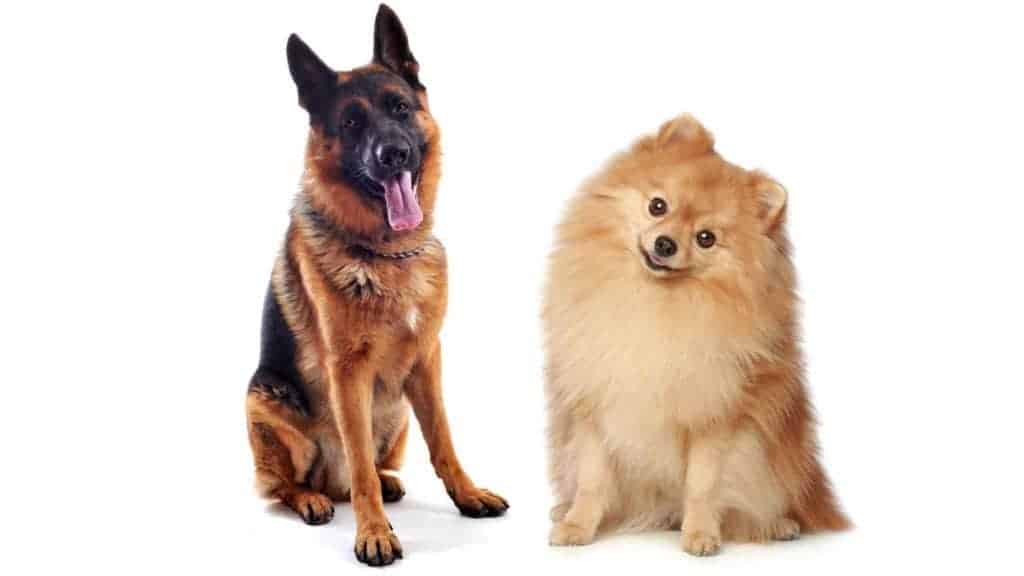 Photo of a German Shepherd and a Pomeranian