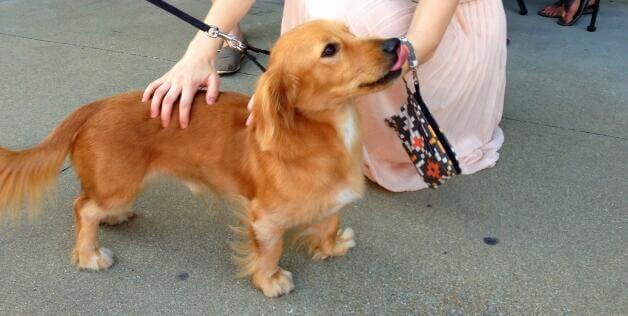 Photo of a Golden Retriever Dachshund mixed dog