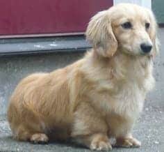 Photo of a Golden Retriever Dachshund mixed dog laying down.