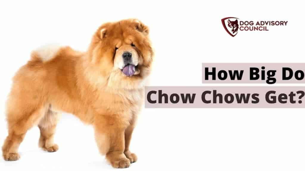 How Big Do Chow Chows Get? Photo showing a big Chow chow dog