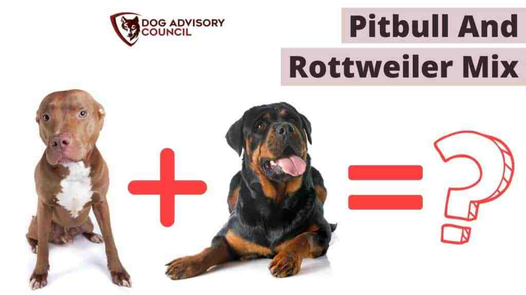 Pitbull and Rottweiler Mix (Pitweiler). Photo of a Pitbull and a Rottweiler.