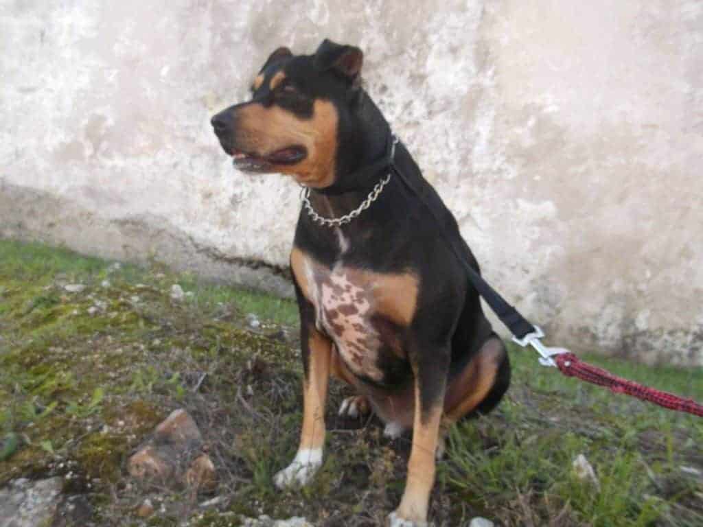 Photo of a Pitbull and Rottweiler mix dog