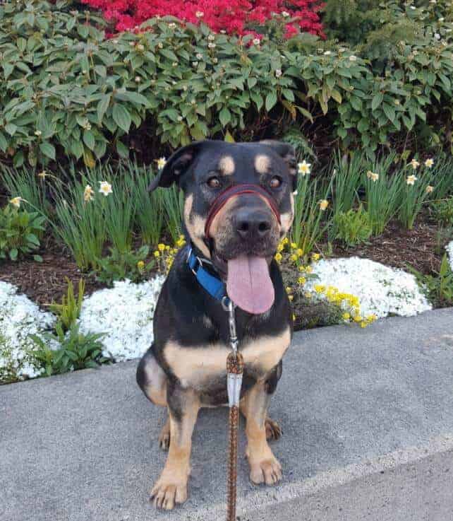 Photo of a Pitweiler sitting down