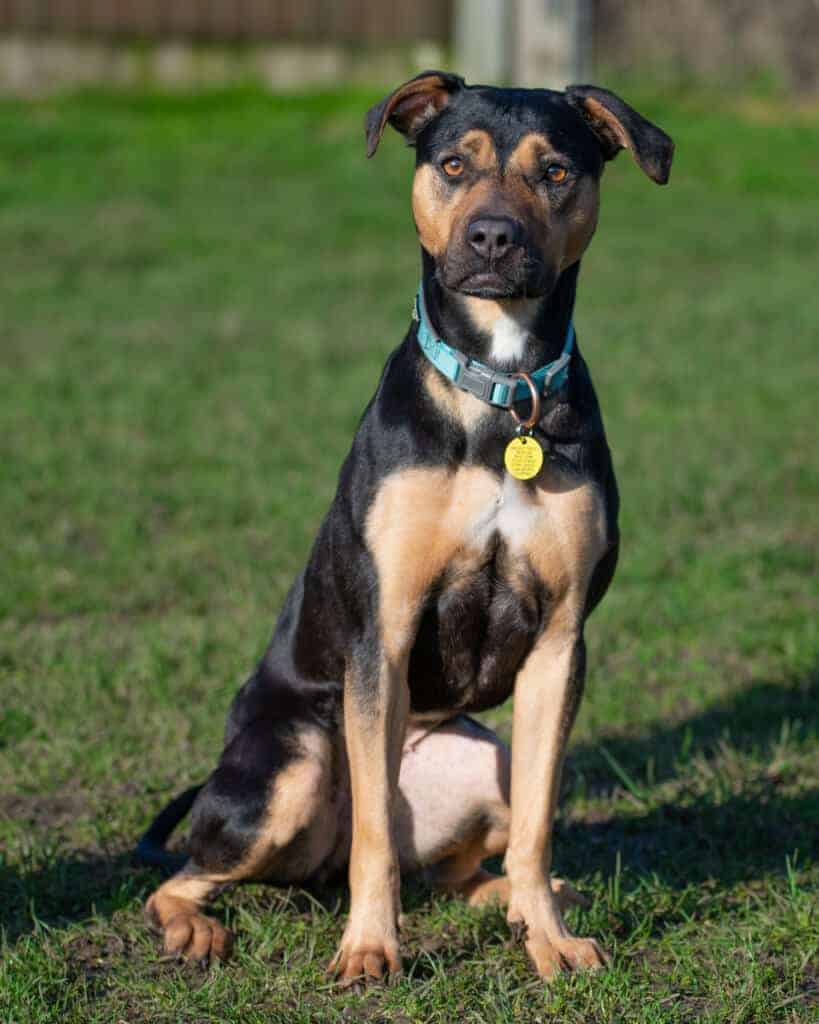 Photo of a Pitweiler sitting down and looking forward.