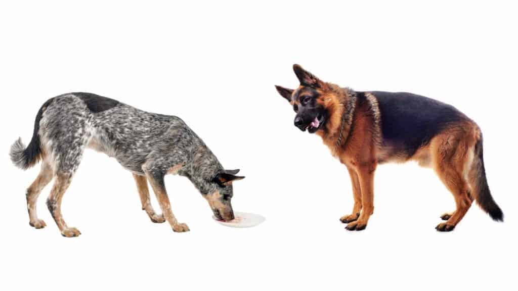 Photo of a German Shepherd looking at a Blue Heeler eating.