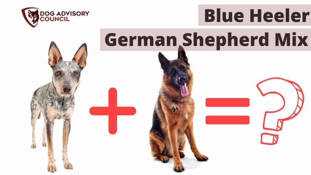 Blue Heeler German Shepherd Mix. Photo of a Blue Heeler and a German Shepherd.