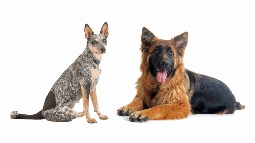 Photo of a Blue Heeler sitting down with a German Shepherd laying down by his side.