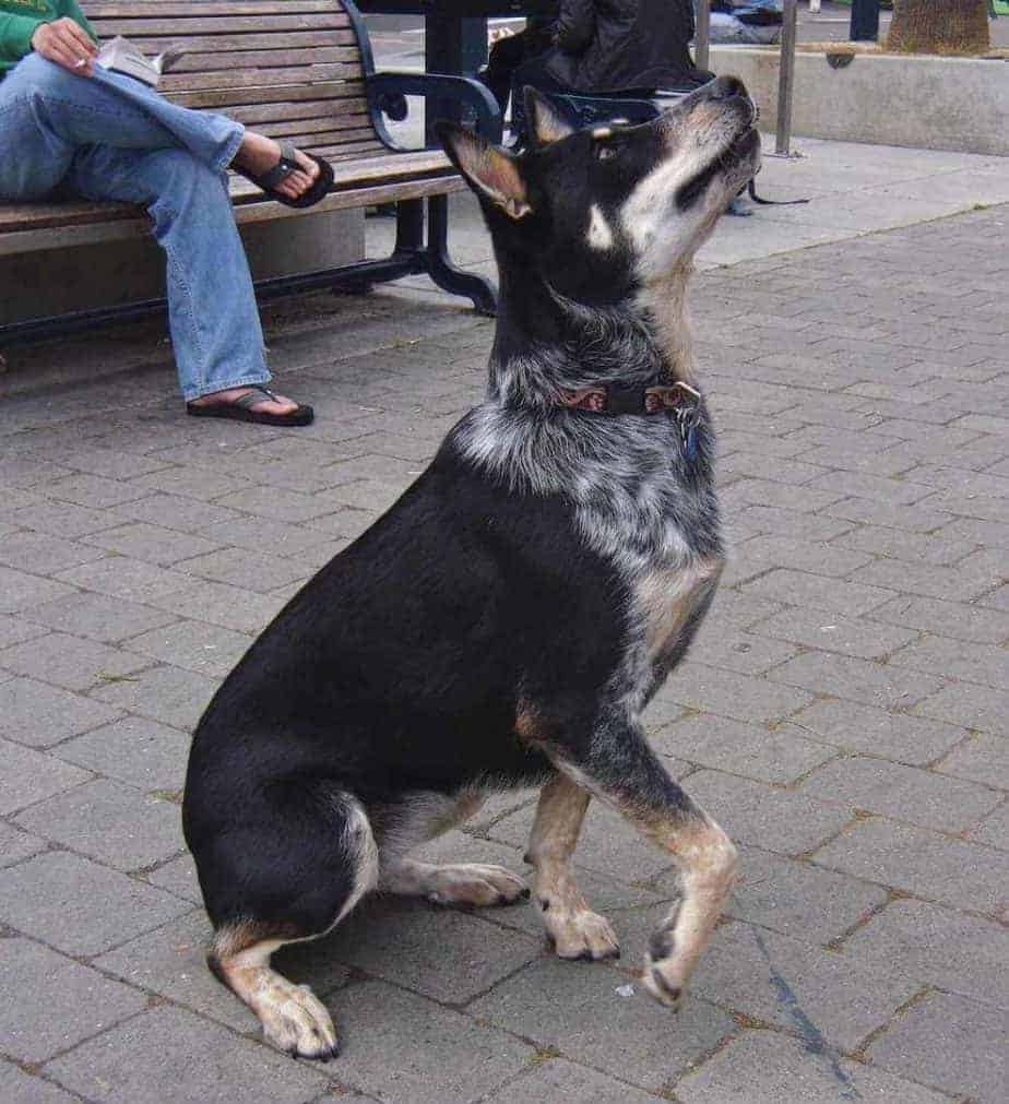 Photo of a Blue Heeler German Shepherd mixed dog.