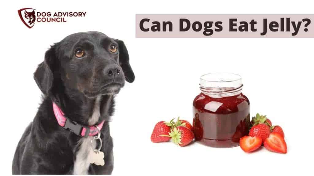 Can Dogs Eat Jelly? Photo of a dog with a jelly jar by its side.