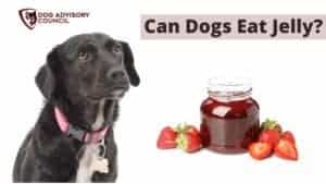 Can Dogs Eat Jelly