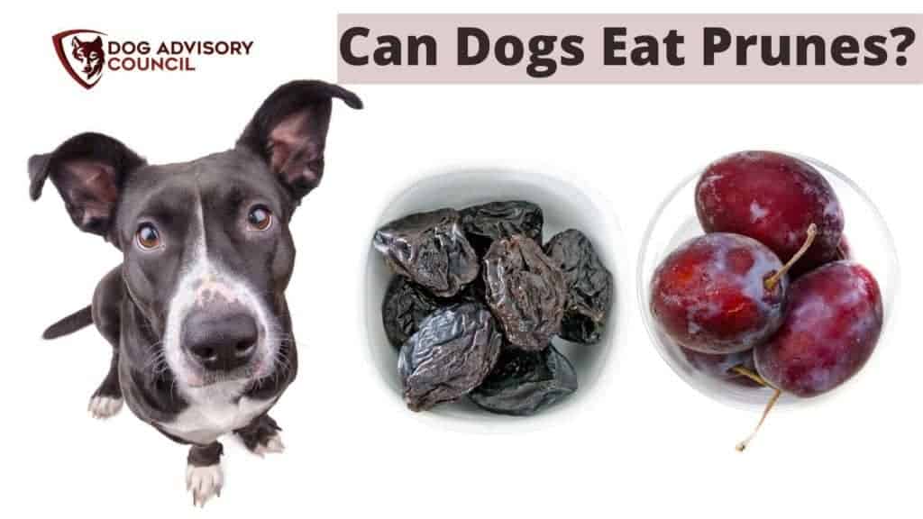 are prunes good for dogs to eat