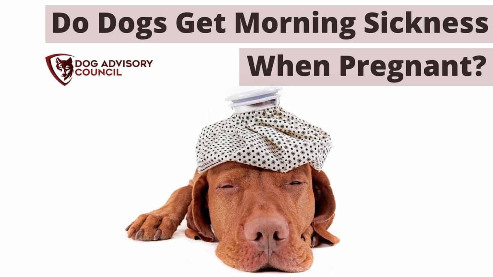 Do Dogs Get Morning Sickness When Pregnant? Dog Advisory Council
