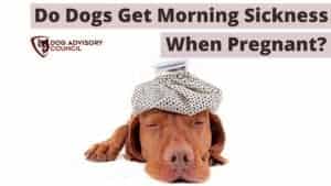 Do Dogs Get Morning Sickness When Pregnant