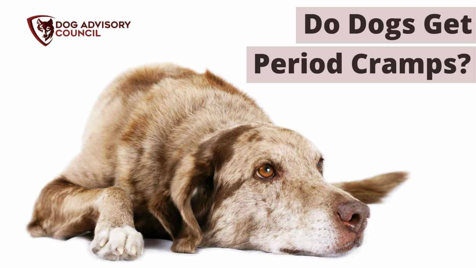 Do Dogs Get Period Cramps? Must Know Menstruation Symptoms Dog