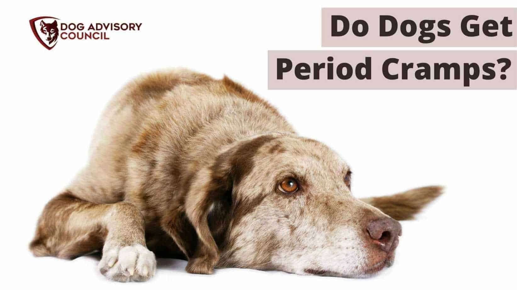 Do Dogs Get Period Cramps? Must Know Menstruation Symptoms Dog
