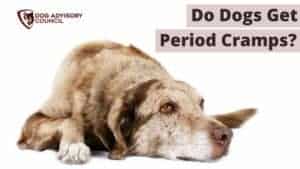 Do Dogs Get Period Cramps