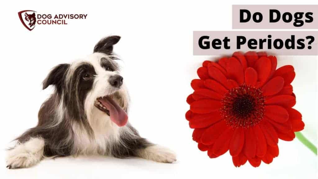 Do Dogs Get Periods? Photo of a dog with a red flower representing the period blood.