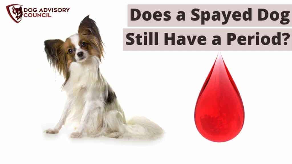 Does a Spayed Dog Still Have a Period? Photo of a dog with a blood drop by its side.