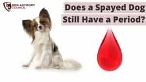 Does a Spayed Dog Still Have a Period